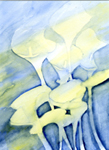 calla_u-150-2